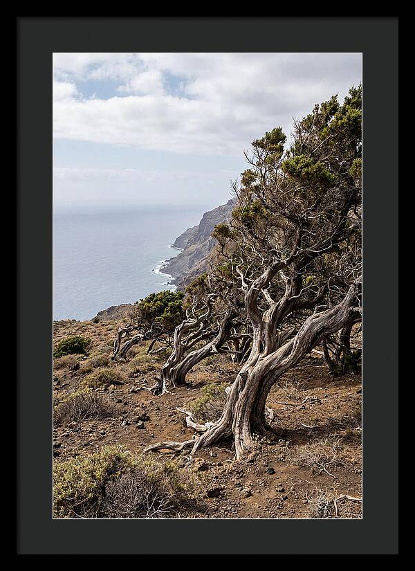 El Sabinar Forest Serenity