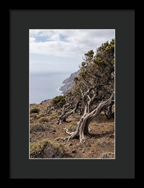 El Sabinar Forest Serenity