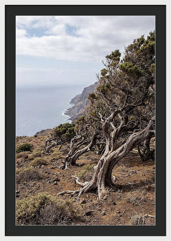 El Sabinar Forest Serenity