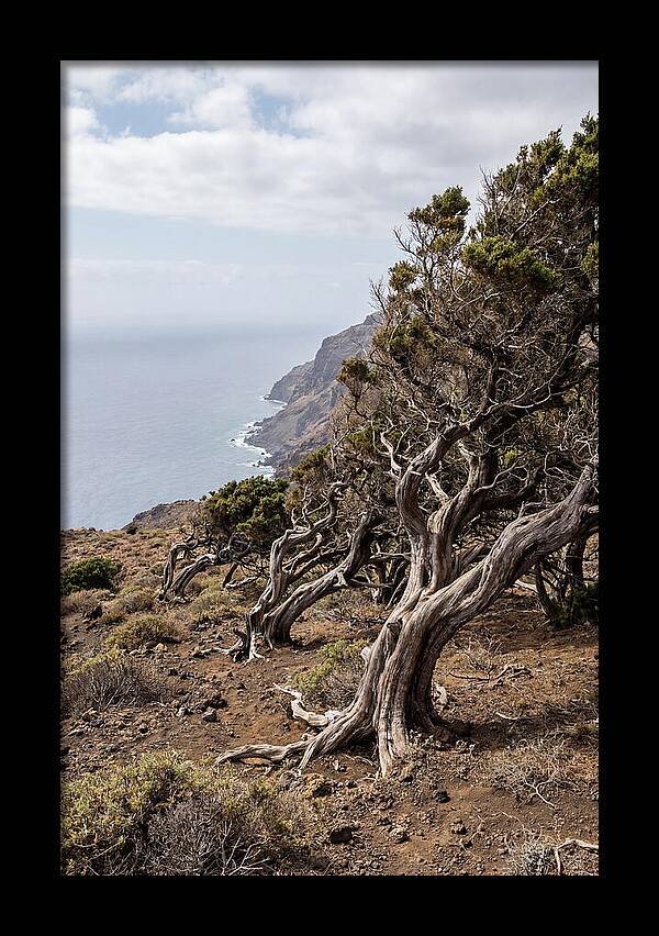El Sabinar Forest Serenity