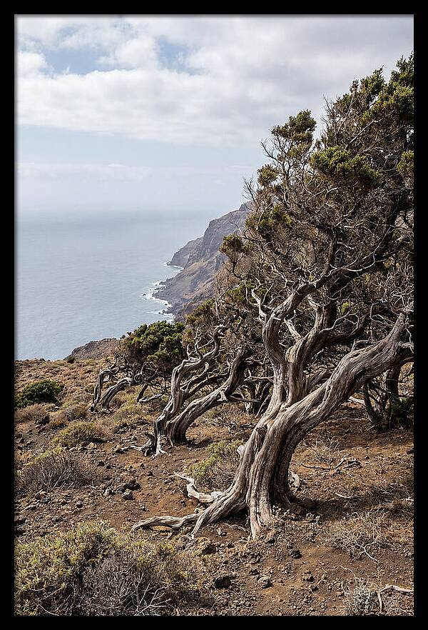 El Sabinar Forest Serenity