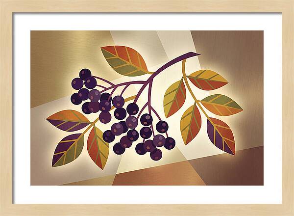 Elderberry Cluster Delight