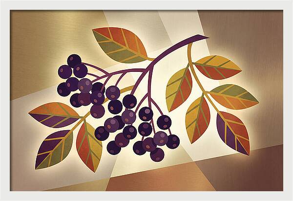 Elderberry Cluster Delight