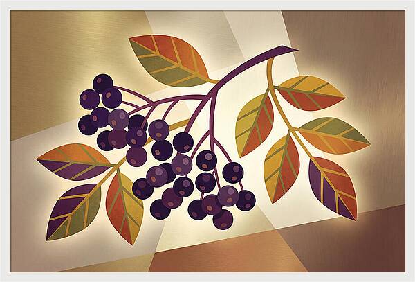 Elderberry Cluster Delight