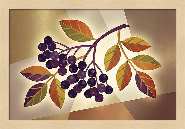 Elderberry Cluster Delight