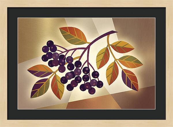 Elderberry Cluster Delight