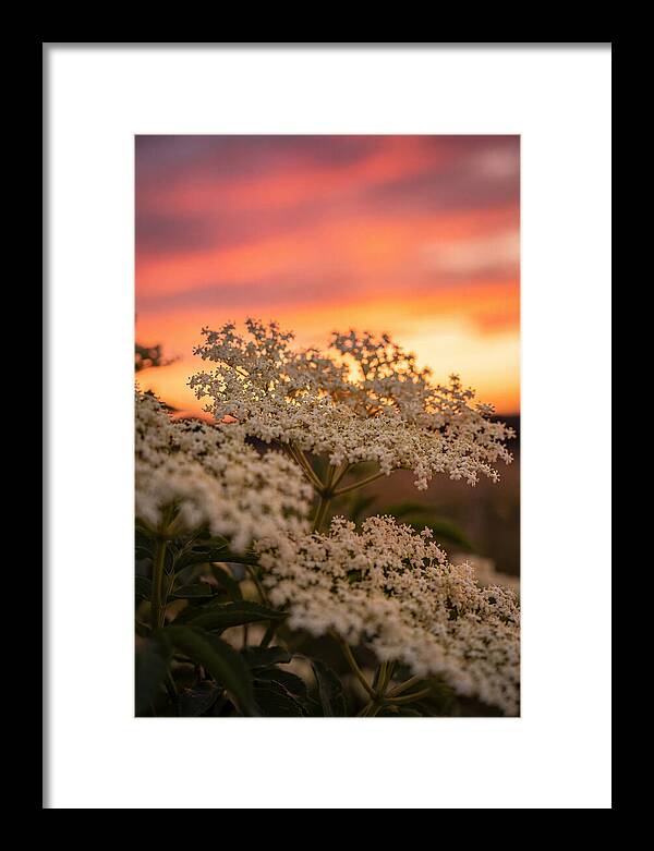 Elderflower Umbels Against Sunset