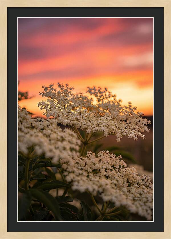 Elderflower Umbels Against Sunset