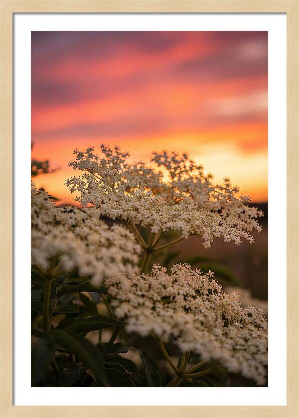 Elderflower Umbels Against Sunset