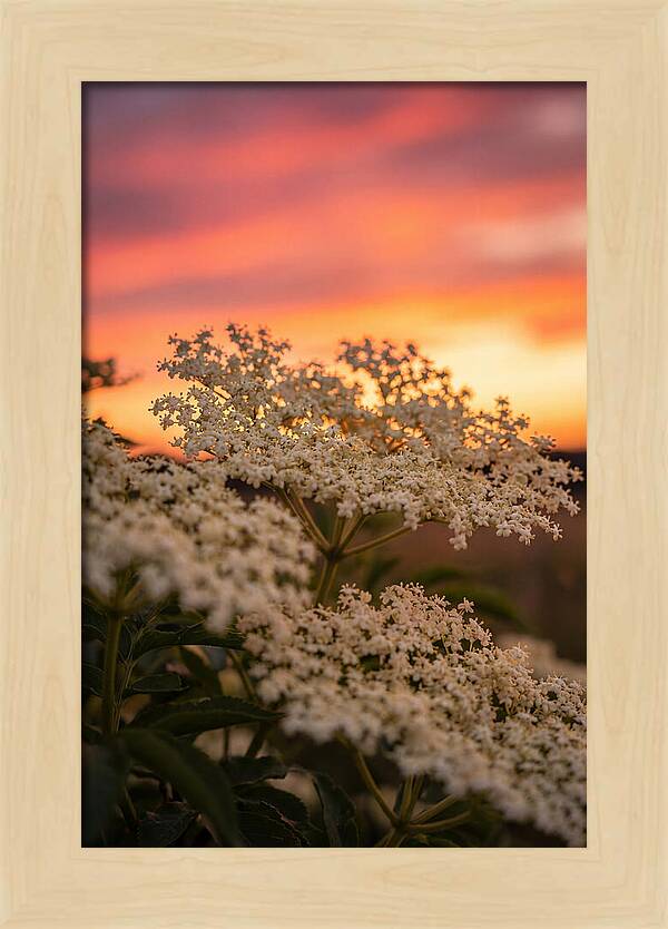 Elderflower Umbels Against Sunset