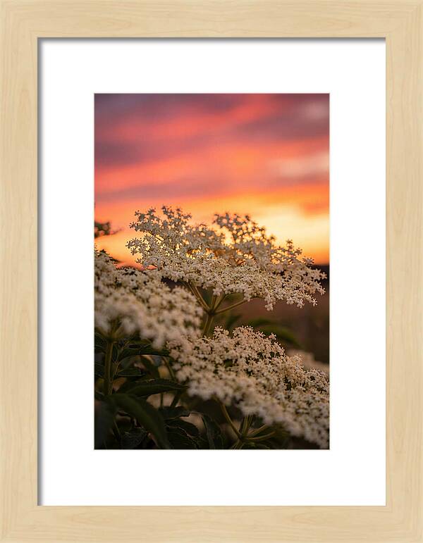 Elderflower Umbels Against Sunset