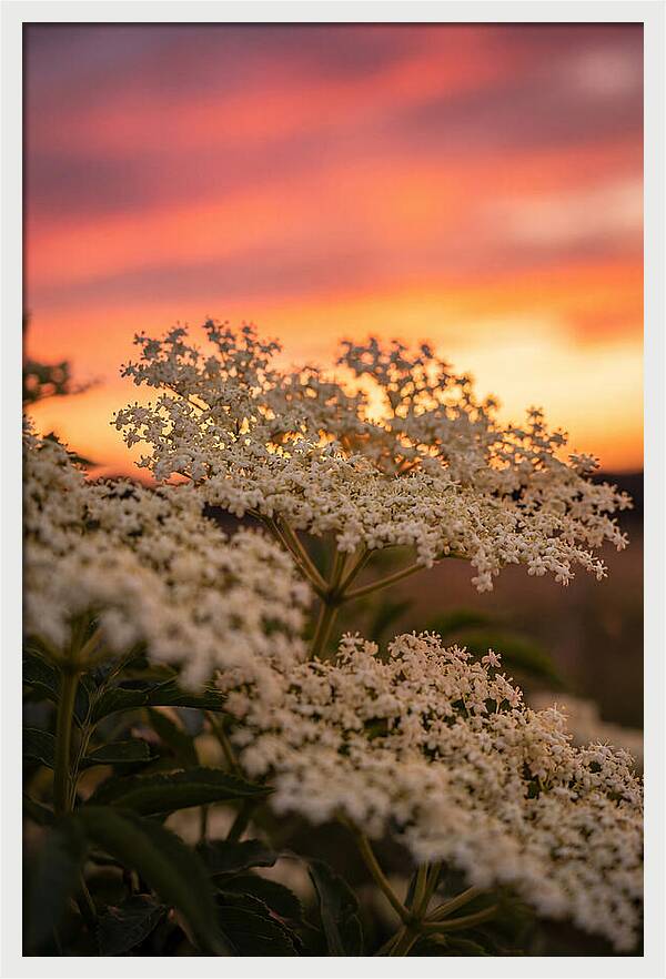 Elderflower Umbels Against Sunset