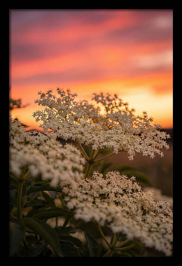 Elderflower Umbels Against Sunset