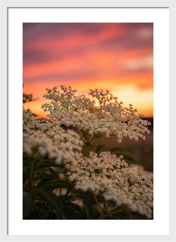 Elderflower Umbels Against Sunset