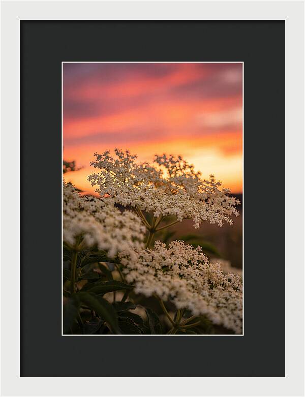 Elderflower Umbels Against Sunset