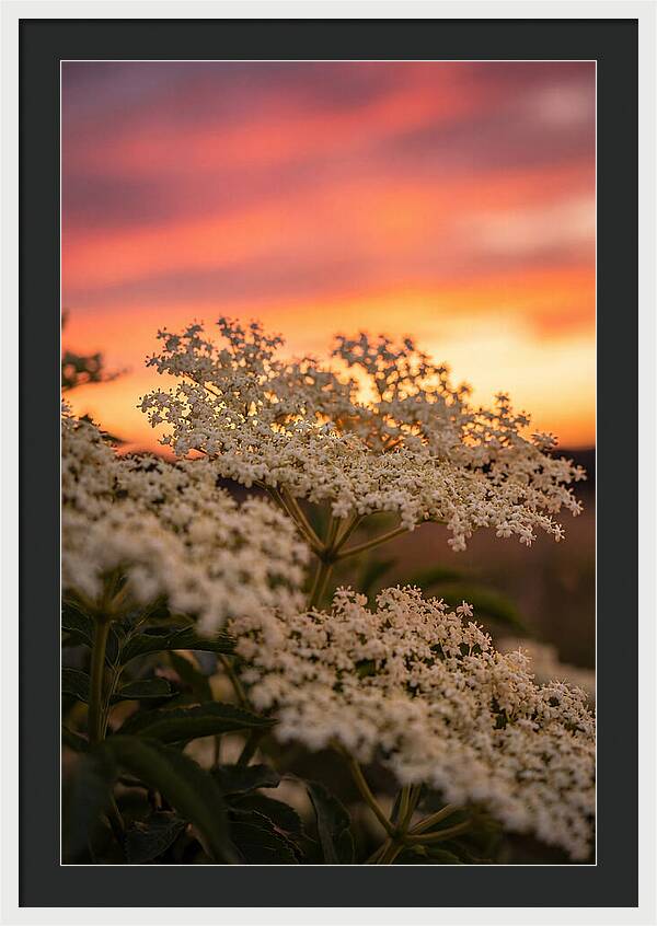 Elderflower Umbels Against Sunset