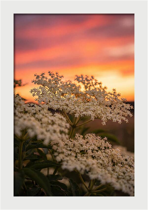 Elderflower Umbels Against Sunset