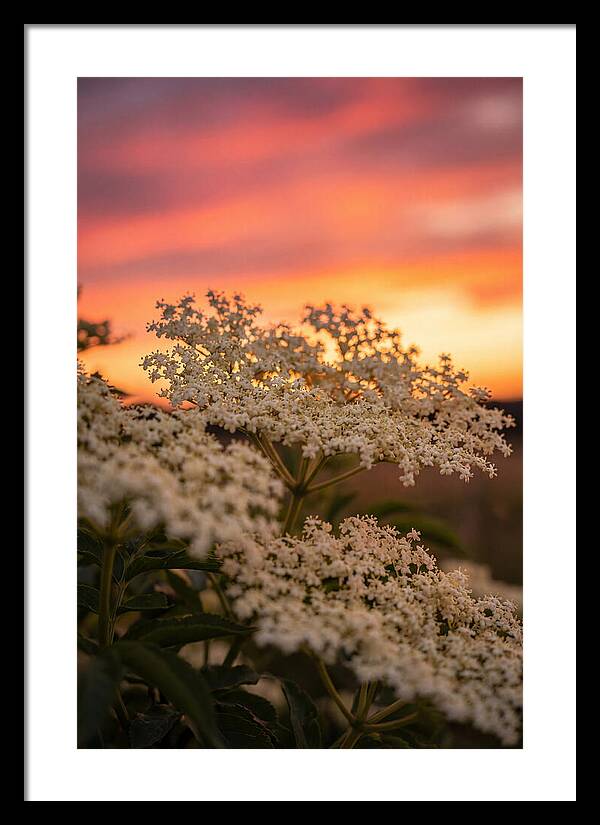 Elderflower Umbels Against Sunset