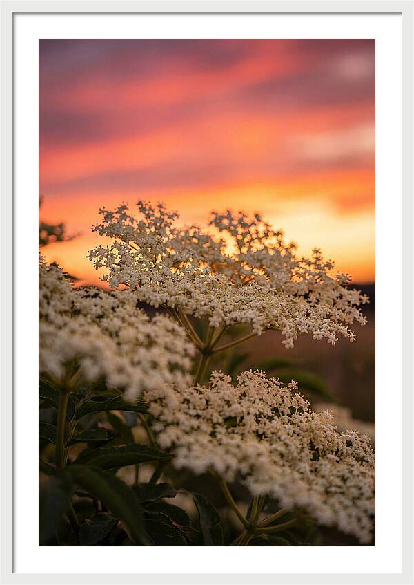 Elderflower Umbels Against Sunset