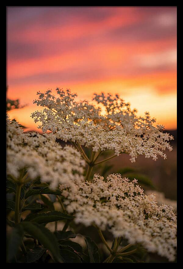 Elderflower Umbels Against Sunset