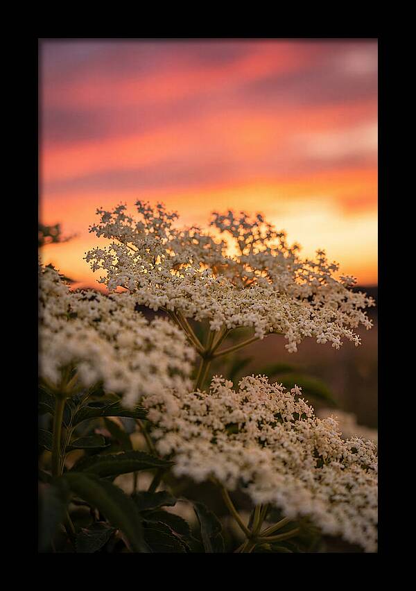 Elderflower Umbels Against Sunset