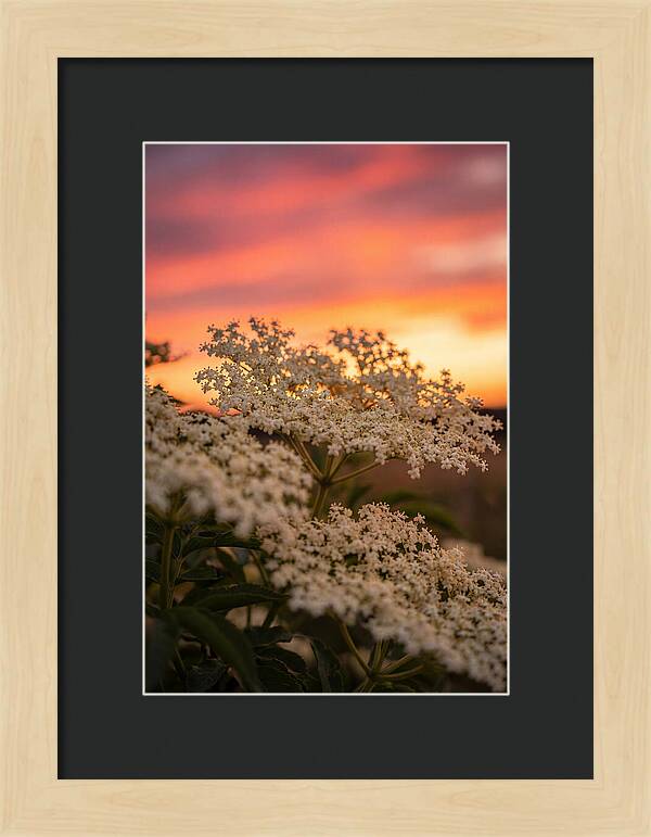 Elderflower Umbels Against Sunset