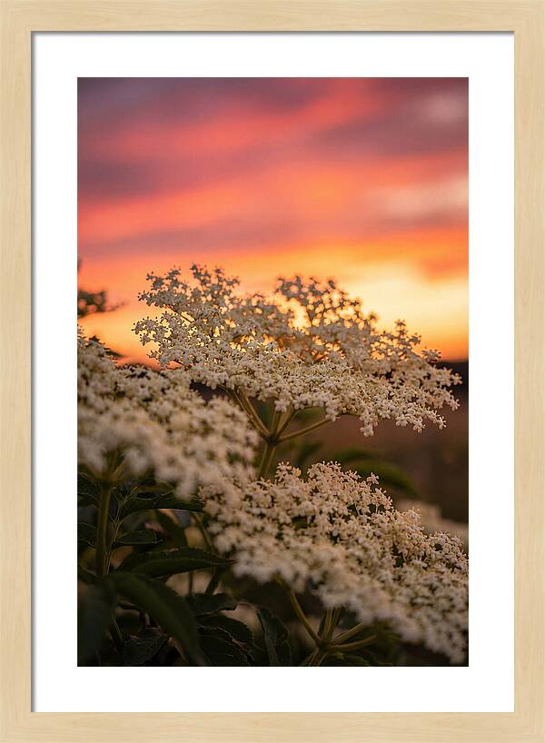 Elderflower Umbels Against Sunset