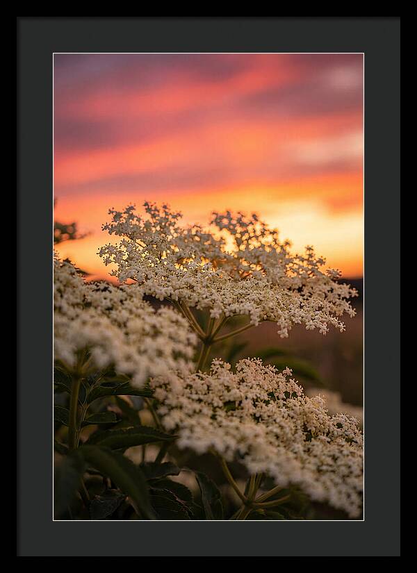Elderflower Umbels Against Sunset