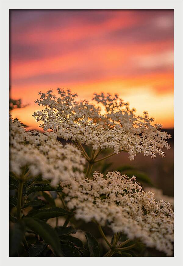 Elderflower Umbels Against Sunset