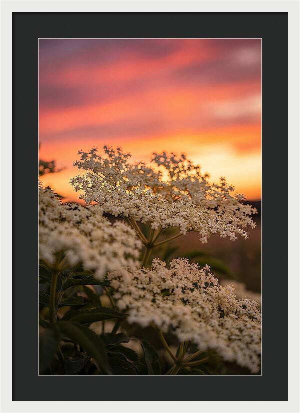 Elderflower Umbels Against Sunset