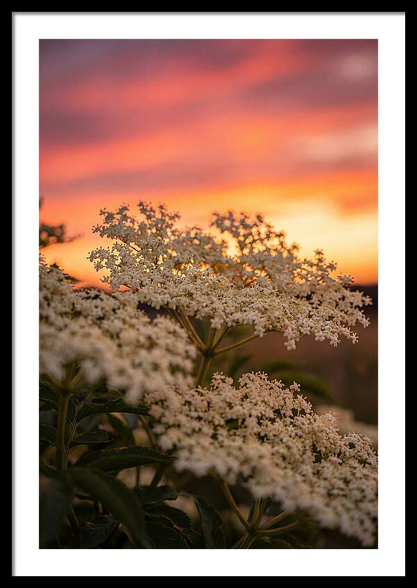 Elderflower Umbels Against Sunset