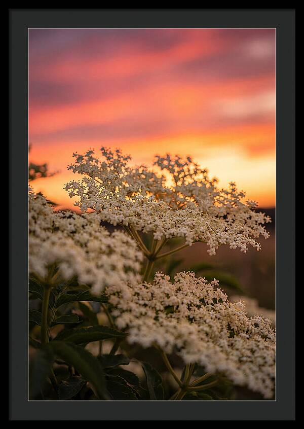 Elderflower Umbels Against Sunset