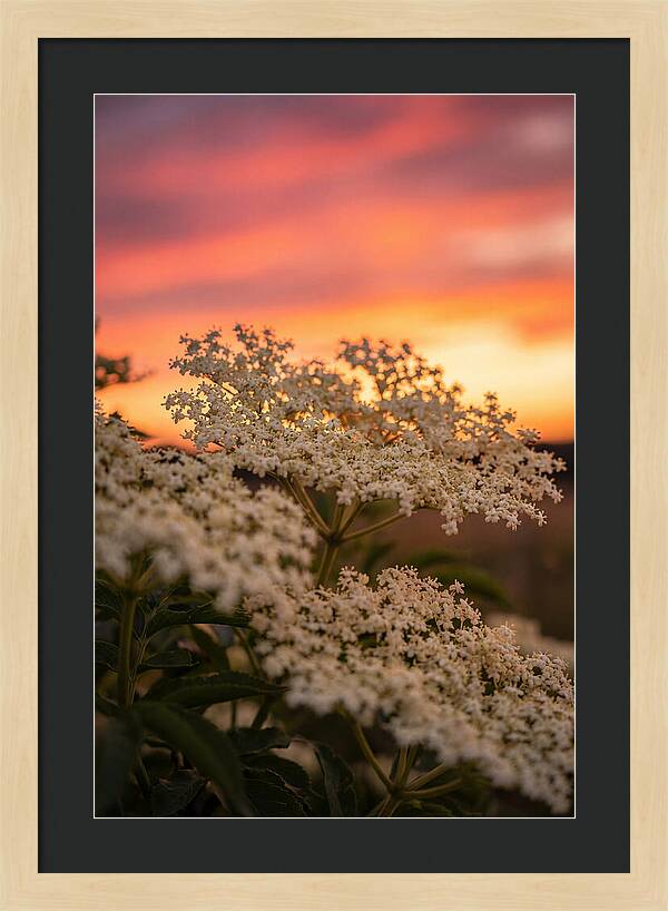 Elderflower Umbels Against Sunset