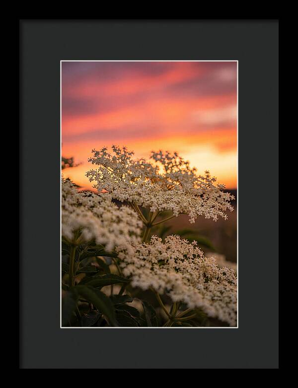 Elderflower Umbels Against Sunset