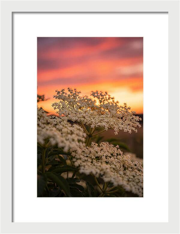 Elderflower Umbels Against Sunset