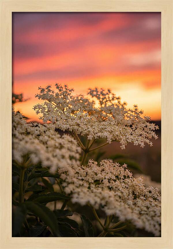 Elderflower Umbels Against Sunset