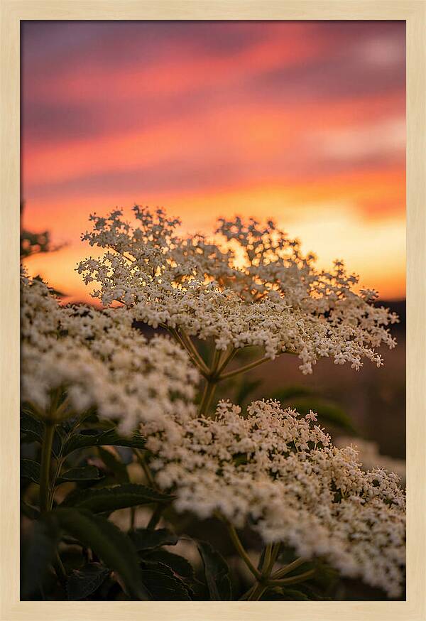 Elderflower Umbels Against Sunset