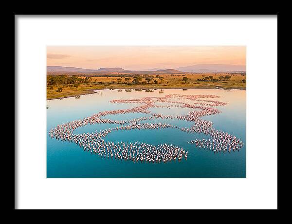Elegant Flamingos By The Water