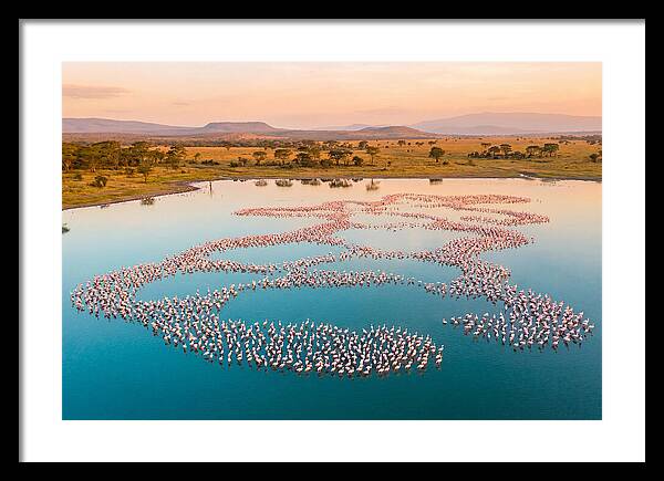 Elegant Flamingos By The Water