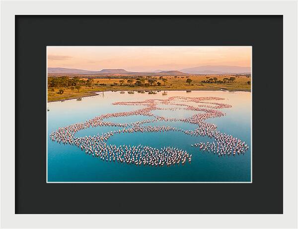 Elegant Flamingos By The Water
