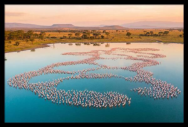 Elegant Flamingos By The Water