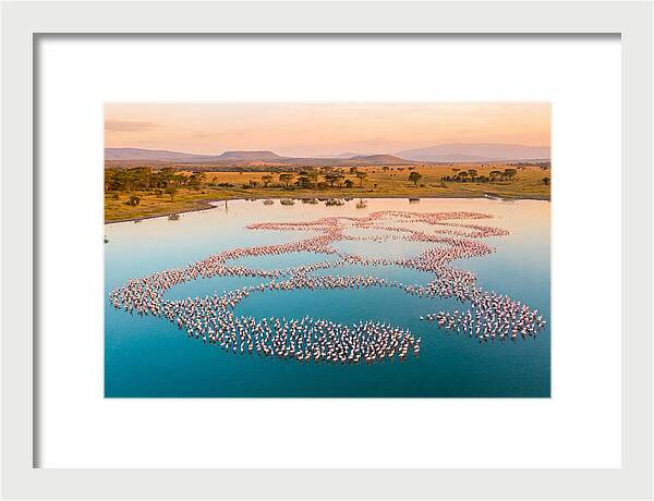 Elegant Flamingos By The Water