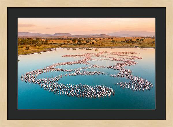 Elegant Flamingos By The Water