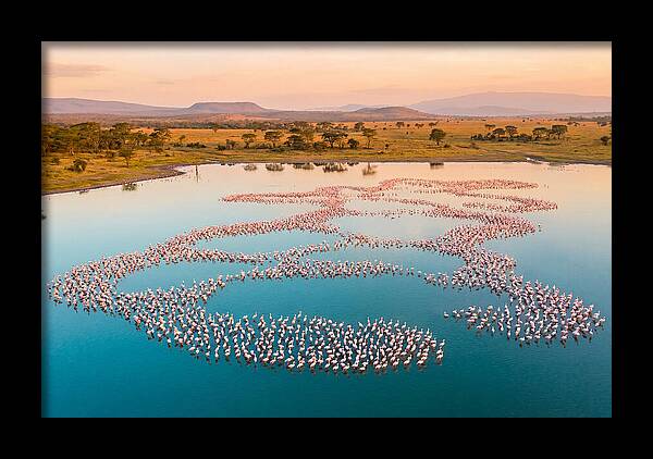 Elegant Flamingos By The Water