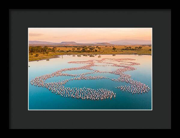 Elegant Flamingos By The Water