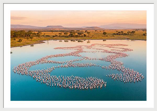 Elegant Flamingos By The Water
