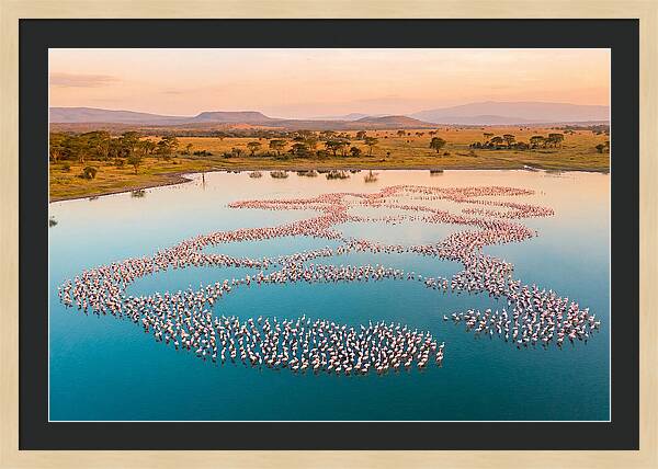 Elegant Flamingos By The Water