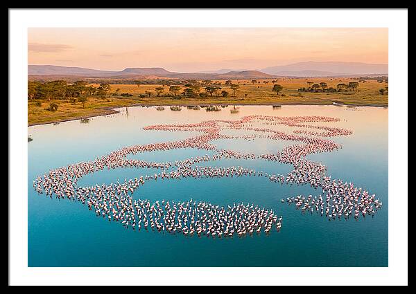 Elegant Flamingos By The Water