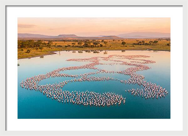 Elegant Flamingos By The Water