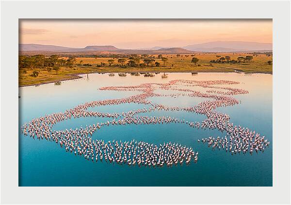 Elegant Flamingos By The Water